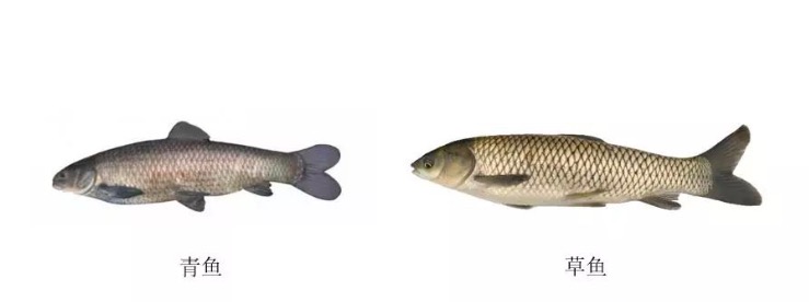 青魚和草魚的區別